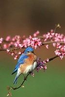 Framed Eastern Bluebird N Redbud Tree In Spring, Illinois