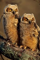 Framed Great Horned Owls, Illinois