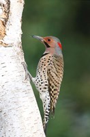 Framed Northern Flicker On A Birch Tree