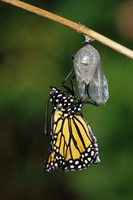 Framed Monarch During Emergence