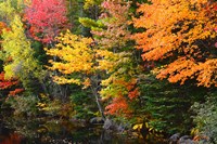 Framed Autumn Trees Along The Sheepscot River, Maine