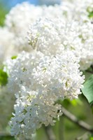 Framed White Lilac Tree, Arnold Arboretum