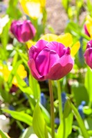 Framed Purple Tulip, Massachusetts