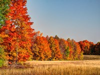 Framed Fall Colors Of The Hiawatha National Forest