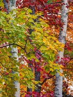 Framed Autumn Maple Leaves, Michigan