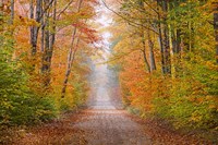 Framed Autumn Road In Schoolcraft County, Michigan