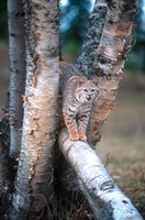 Framed Bobcat On A Fallen Birch Limb