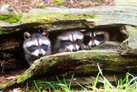Framed Three Young Raccoons In A Hollow Log