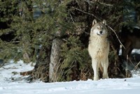Framed Gray Wolf In Winter, Montana