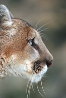 Framed Side Profile Of A Mountain Lion, Montana