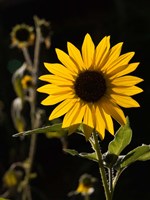 Framed Backlit Sunflower, Santa Fe, New Mexico