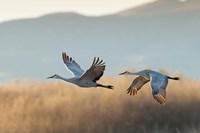 Framed Two Sandhill Cranes Flying, New Mexico