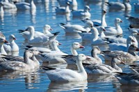 Framed Ross's And Snow Geese In Freshwater Pond, New Mexico