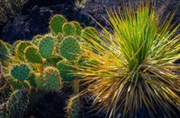 Framed Cactus On Malpais Nature Trail, New Mexico