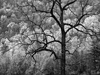 Framed Tree Caught In Dawn's Early Light, North Carolina (BW)