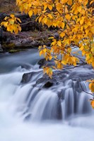 Framed Rogue River Waterfalls In Autumn, Oregon