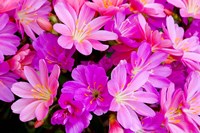Framed Close-Up Of Columbian Lewisia