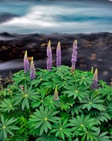 Framed Lupine Next To The Metolius River