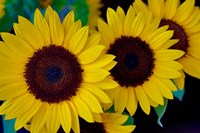 Framed Dune Sunflower Trio