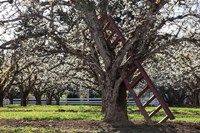 Framed Ladder In An Orchard Tree, Oregon