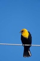 Framed Yellow-Headed Blackbird On A Power Line