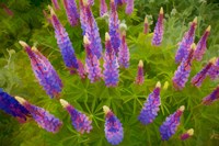 Framed Painterly Effect On Lupine Flowers