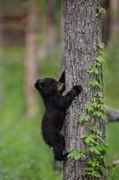 Framed Black Bear Cub Climbing A Tree