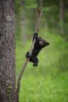 Framed Black Bear Cub Playing On A Tree Limb