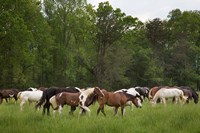 Framed Herd Of Horses In Cade's Cove Pasture