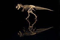 Framed T-Rex Skeleton Replica Reflection
