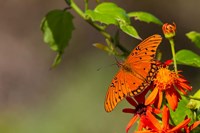 Framed Gulf Fritillary Butterfly On Flowers