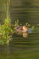 Framed Mottled Duckling In A Pond