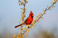 Framed Northern Cardinal Perched In A Blooming Huisache Tree