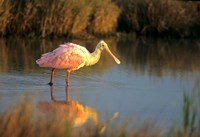 Framed Roseate Spoonbill, South Padre Island, Texas