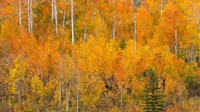 Framed Autumn Forest Landscape Of The Manti-La Sal National Forest, Utah