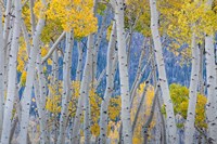 Framed Aspen Trees In Autumn At Fishlake National Forest, Utah