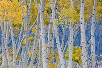 Framed Aspen Trees In Autumn, Utah
