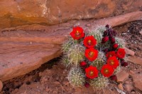 Framed Red Flowers Of A Claret Cup Cactus In Bloom