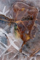 Framed Frozen Aspen Leaf In A Stream