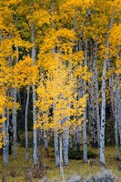Framed Yellow Aspens In The Flaming Gorge National Recreation Area, Utah