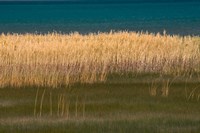 Framed Grasses Blowing In The Breeze Along The Shore Of Bear Lake, Utah