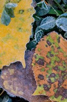 Framed Frost Covered Aspen Leaves And Clover