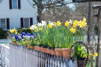 Framed Garden At Colonial Williamsburg, Virginia