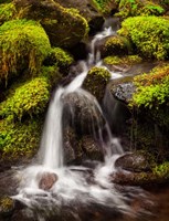 Framed Creek In Sol Duc Valley, Washington