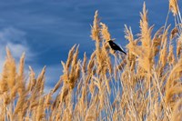 Framed Red-Winged Blackbird On Ravenna Grass