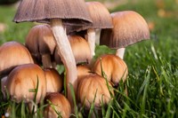 Framed Cluster Of Mushrooms