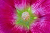 Framed Close-Up Of A Hollyhock Blossom
