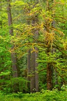 Framed Washington State, Gifford Pinchot National Forest Big Leaf Maple Tree Scenic