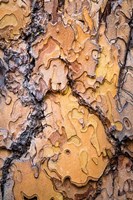 Framed Ponderosa Pine Tree Bark Detail