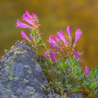 Framed Pink Penstemon Flowers, Washington State